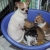 superbe chiots chihuahua